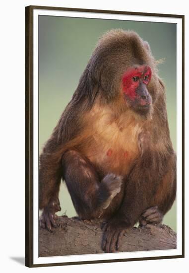 Stump-Tailed Macaque-DLILLC-Framed Premium Photographic Print