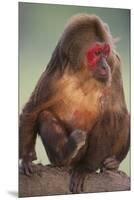 Stump-Tailed Macaque-DLILLC-Mounted Premium Photographic Print