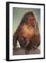 Stump-Tailed Macaque-DLILLC-Framed Photographic Print