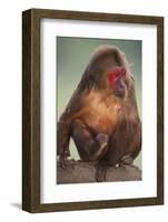 Stump-Tailed Macaque-DLILLC-Framed Photographic Print