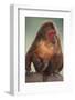 Stump-Tailed Macaque-DLILLC-Framed Photographic Print