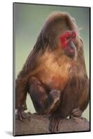 Stump-Tailed Macaque-DLILLC-Mounted Photographic Print