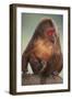Stump-Tailed Macaque-DLILLC-Framed Photographic Print