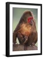 Stump-Tailed Macaque-DLILLC-Framed Photographic Print