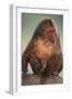 Stump-Tailed Macaque-DLILLC-Framed Photographic Print