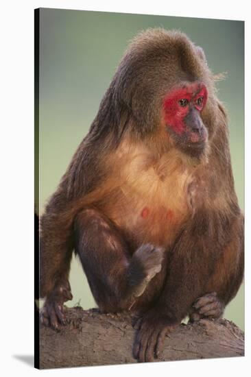 Stump-Tailed Macaque-DLILLC-Stretched Canvas