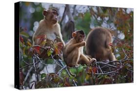 Stump-Tailed Macaques (Macaca Arctoices)-Craig Lovell-Stretched Canvas