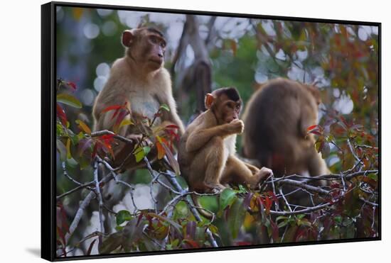 Stump-Tailed Macaques (Macaca Arctoices)-Craig Lovell-Framed Stretched Canvas