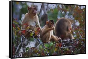 Stump-Tailed Macaques (Macaca Arctoices)-Craig Lovell-Framed Stretched Canvas