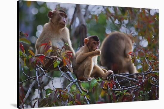 Stump-Tailed Macaques (Macaca Arctoices)-Craig Lovell-Stretched Canvas