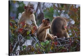 Stump-Tailed Macaques (Macaca Arctoices)-Craig Lovell-Stretched Canvas