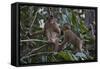 Stump-Tailed Macaques (Macaca Arctoices)-Craig Lovell-Framed Stretched Canvas