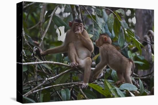 Stump-Tailed Macaques (Macaca Arctoices)-Craig Lovell-Stretched Canvas