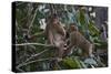 Stump-Tailed Macaques (Macaca Arctoices)-Craig Lovell-Stretched Canvas