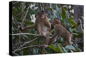 Stump-Tailed Macaques (Macaca Arctoices)-Craig Lovell-Stretched Canvas