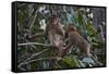 Stump-Tailed Macaques (Macaca Arctoices)-Craig Lovell-Framed Stretched Canvas