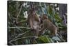 Stump-Tailed Macaques (Macaca Arctoices)-Craig Lovell-Stretched Canvas