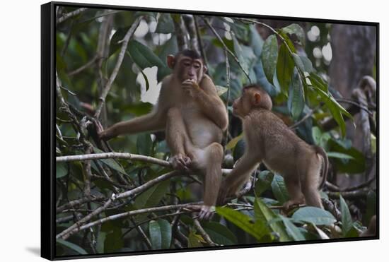 Stump-Tailed Macaques (Macaca Arctoices)-Craig Lovell-Framed Stretched Canvas