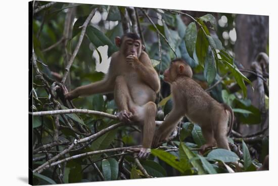 Stump-Tailed Macaques (Macaca Arctoices)-Craig Lovell-Stretched Canvas