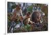 Stump-Tailed Macaques (Macaca Arctoices)-Craig Lovell-Framed Photographic Print