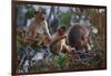 Stump-Tailed Macaques (Macaca Arctoices)-Craig Lovell-Framed Photographic Print