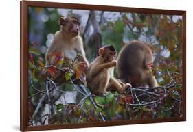 Stump-Tailed Macaques (Macaca Arctoices)-Craig Lovell-Framed Photographic Print