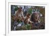 Stump-Tailed Macaques (Macaca Arctoices)-Craig Lovell-Framed Photographic Print