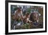 Stump-Tailed Macaques (Macaca Arctoices)-Craig Lovell-Framed Photographic Print