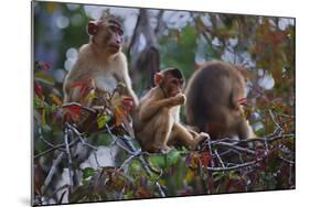 Stump-Tailed Macaques (Macaca Arctoices)-Craig Lovell-Mounted Photographic Print