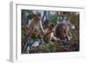 Stump-Tailed Macaques (Macaca Arctoices)-Craig Lovell-Framed Photographic Print