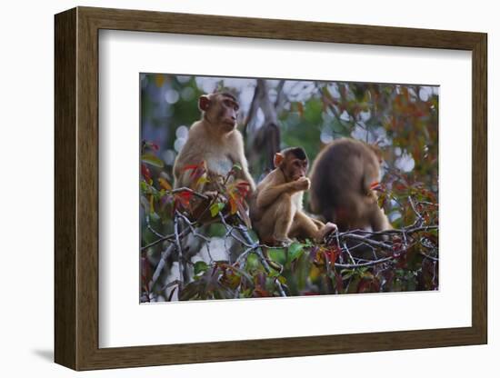 Stump-Tailed Macaques (Macaca Arctoices)-Craig Lovell-Framed Photographic Print