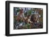 Stump-Tailed Macaques (Macaca Arctoices)-Craig Lovell-Framed Photographic Print