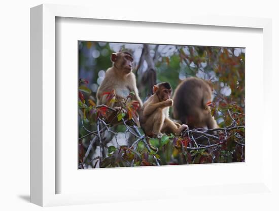 Stump-Tailed Macaques (Macaca Arctoices)-Craig Lovell-Framed Photographic Print