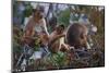 Stump-Tailed Macaques (Macaca Arctoices)-Craig Lovell-Mounted Photographic Print