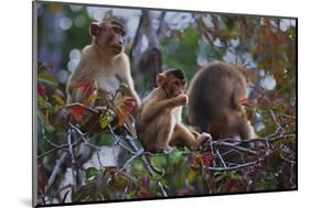 Stump-Tailed Macaques (Macaca Arctoices)-Craig Lovell-Mounted Photographic Print