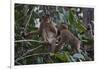 Stump-Tailed Macaques (Macaca Arctoices)-Craig Lovell-Framed Photographic Print