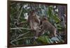 Stump-Tailed Macaques (Macaca Arctoices)-Craig Lovell-Framed Photographic Print