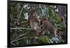 Stump-Tailed Macaques (Macaca Arctoices)-Craig Lovell-Framed Photographic Print