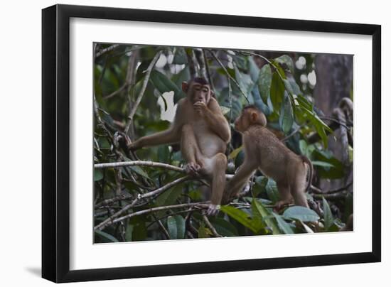 Stump-Tailed Macaques (Macaca Arctoices)-Craig Lovell-Framed Photographic Print