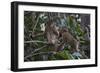 Stump-Tailed Macaques (Macaca Arctoices)-Craig Lovell-Framed Photographic Print