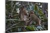 Stump-Tailed Macaques (Macaca Arctoices)-Craig Lovell-Mounted Photographic Print