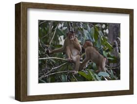 Stump-Tailed Macaques (Macaca Arctoices)-Craig Lovell-Framed Photographic Print