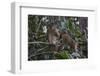 Stump-Tailed Macaques (Macaca Arctoices)-Craig Lovell-Framed Photographic Print