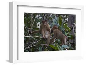 Stump-Tailed Macaques (Macaca Arctoices)-Craig Lovell-Framed Photographic Print