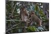 Stump-Tailed Macaques (Macaca Arctoices)-Craig Lovell-Mounted Photographic Print