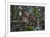 Stump-Tailed Macaques (Macaca Arctoices)-Craig Lovell-Framed Photographic Print