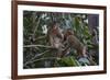 Stump-Tailed Macaques (Macaca Arctoices)-Craig Lovell-Framed Photographic Print