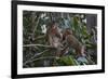 Stump-Tailed Macaques (Macaca Arctoices)-Craig Lovell-Framed Photographic Print