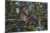Stump-Tailed Macaques (Macaca Arctoices)-Craig Lovell-Mounted Photographic Print