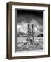 Stumped-Thomas Barbey-Framed Premium Giclee Print